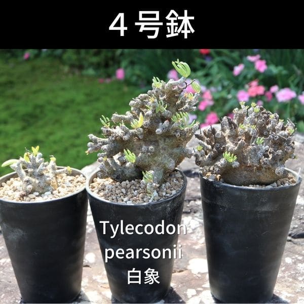 セラアート 長鉢 4号 ホワイト プラ鉢