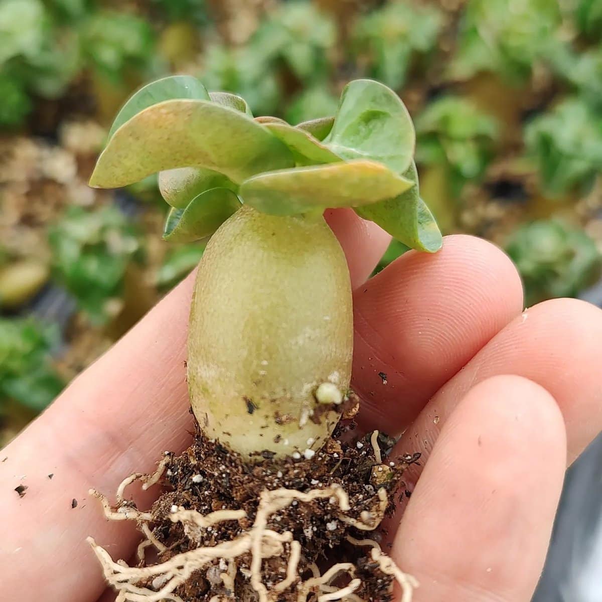 種】アデニウム・ドーセットホーン 獅子葉 [栽培採種] / Adenium DHA