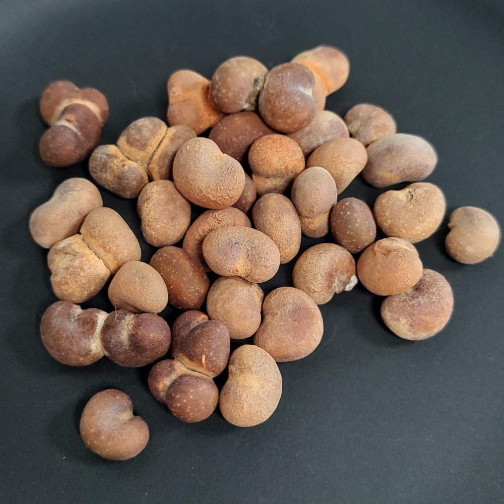 Adansonia digitata / アダンソニア・ディギタータ