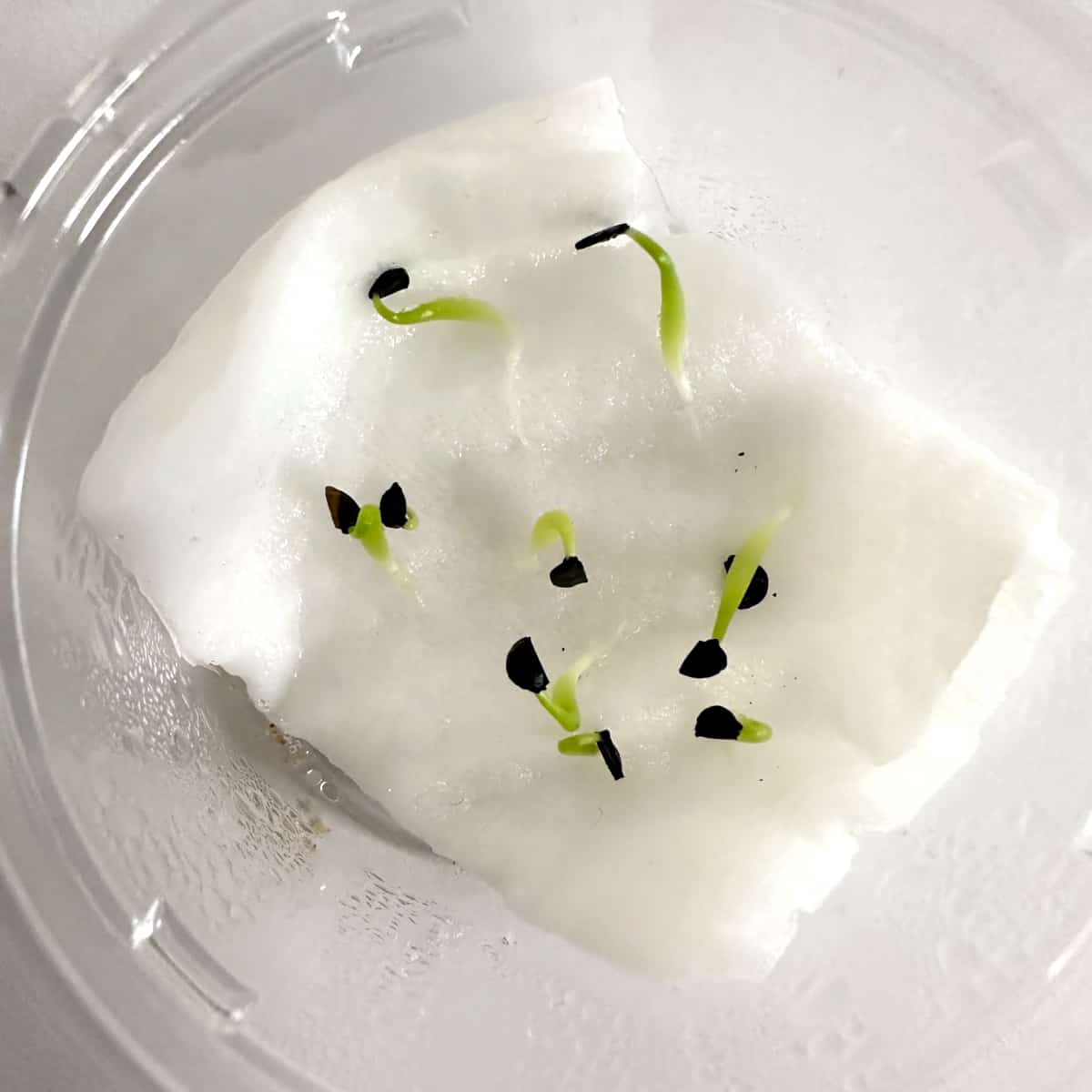 Agave oteroi / アガベ・オテロイ