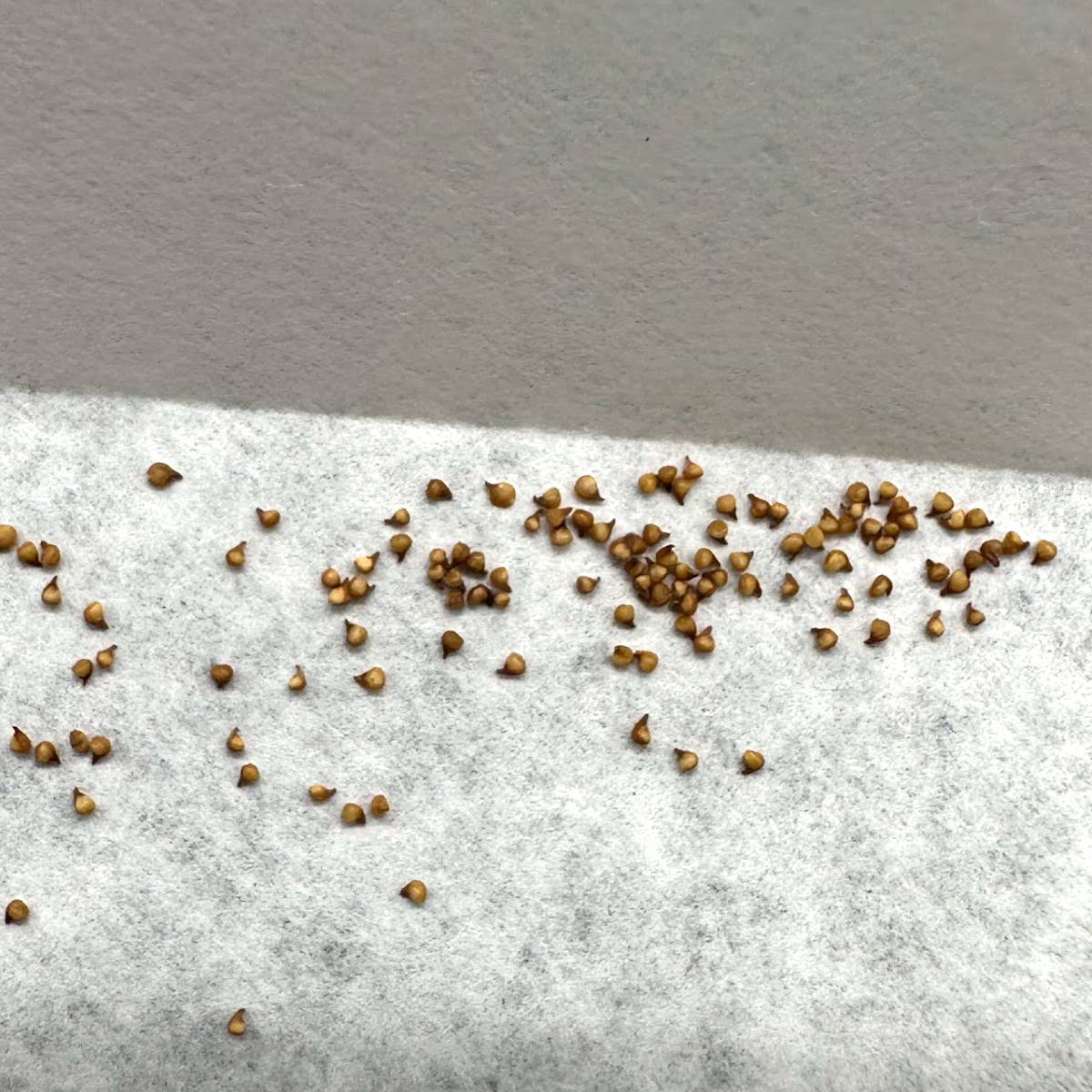 Avonia quinaria alstonii / アボニア・クイナリア アルストニー 白花