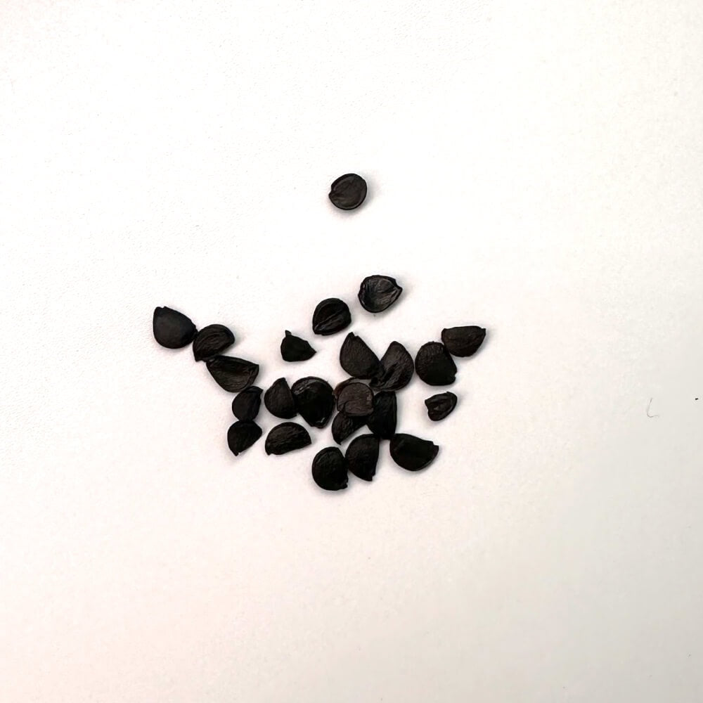 Agave utahensis ssp utahensis Compacta / アガベ・ユタエンシス コンパクト