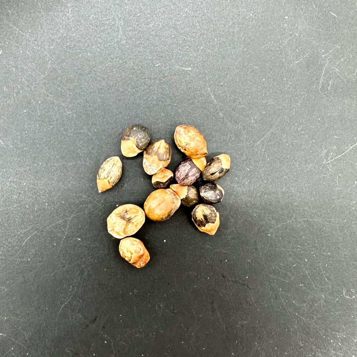 種】コミフォラ・グラウケスケンス / Commiphora glaucescens
