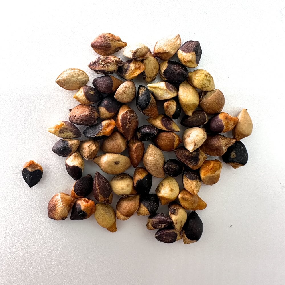 コミフォラ　プラニフロンス　種子5粒 コミフォラ(Commiphora) – プラントブラザーズ
