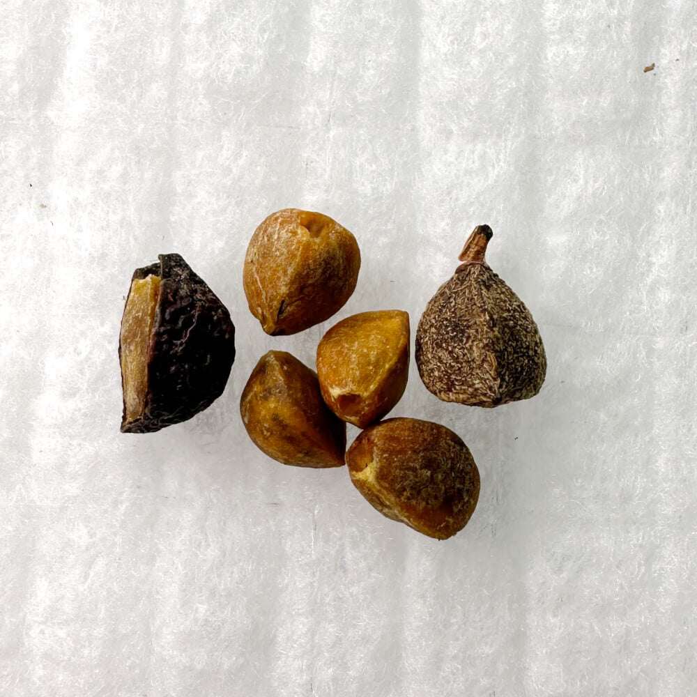 種】コミフォラ・クア ソマリア / Commiphora kua somalia – プラント