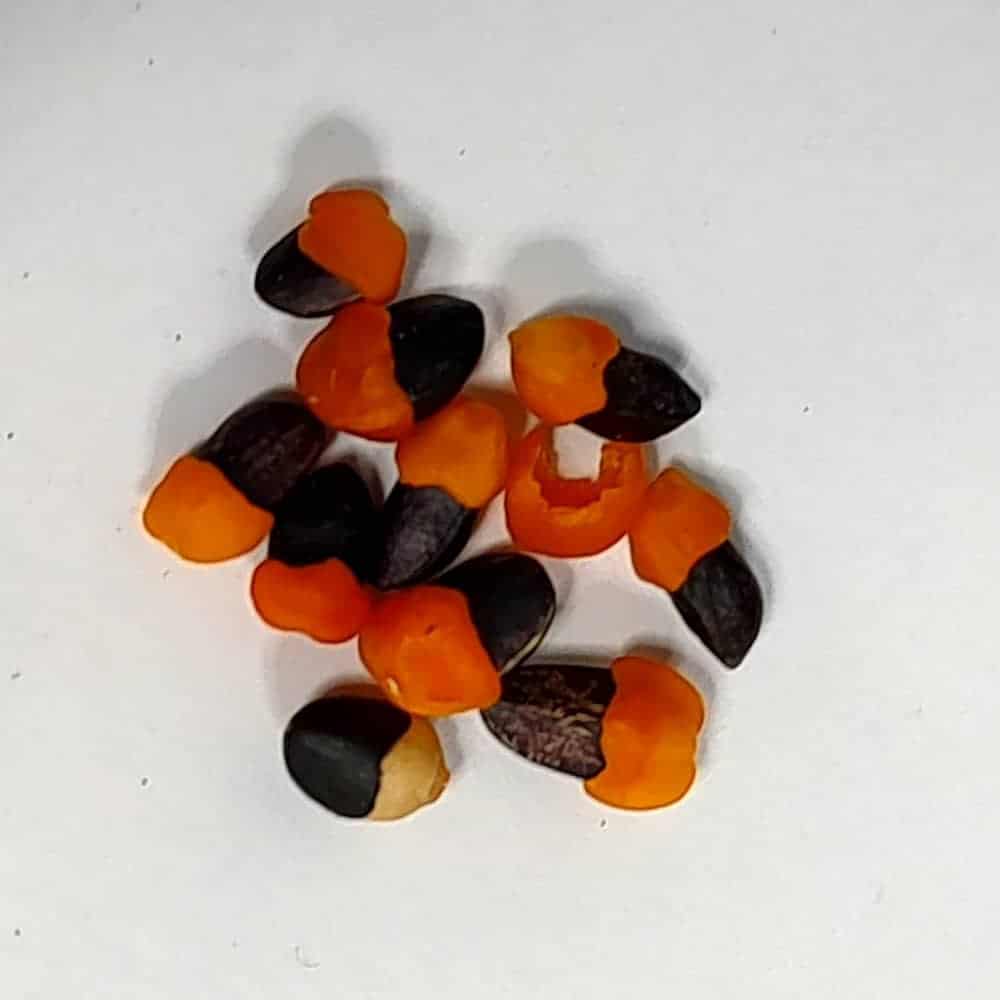 種】コミフォラ・サクシコーラ / Commiphora saxicola – プラント