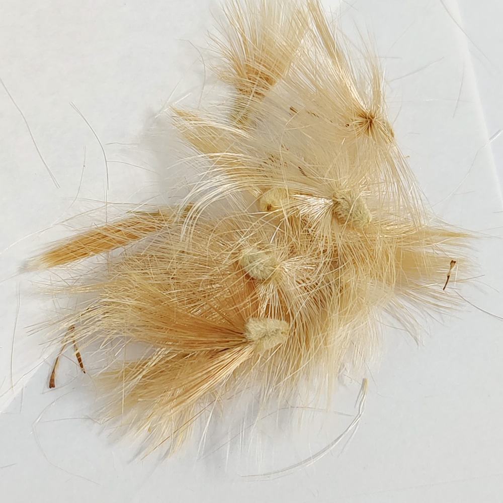 Othonna lobata / オトンナ・ロバタ