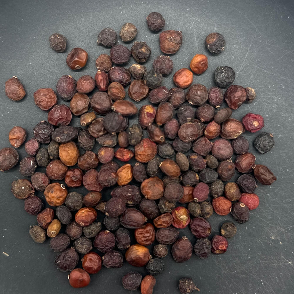 Operculicarya pachypus / オペルクリカリア・パキプス (実付き)