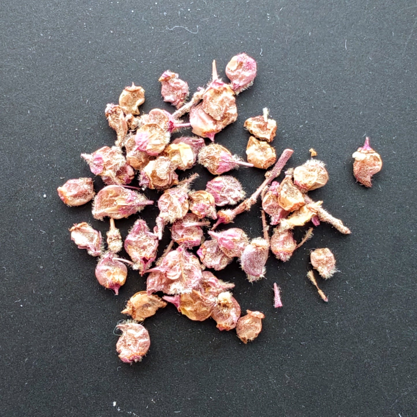 【種】パキコルムス・ディスカラー ビーチアナス / Pachycormus discolor var. veatchianus