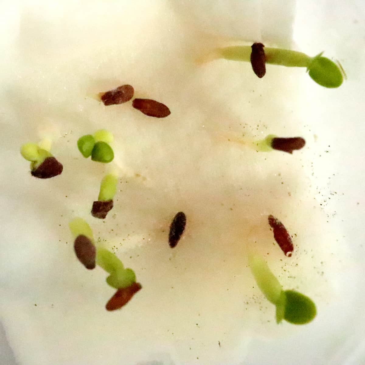 【種】パキポディウム・サキュレンタム 天馬空 / Pachypodium succulentum