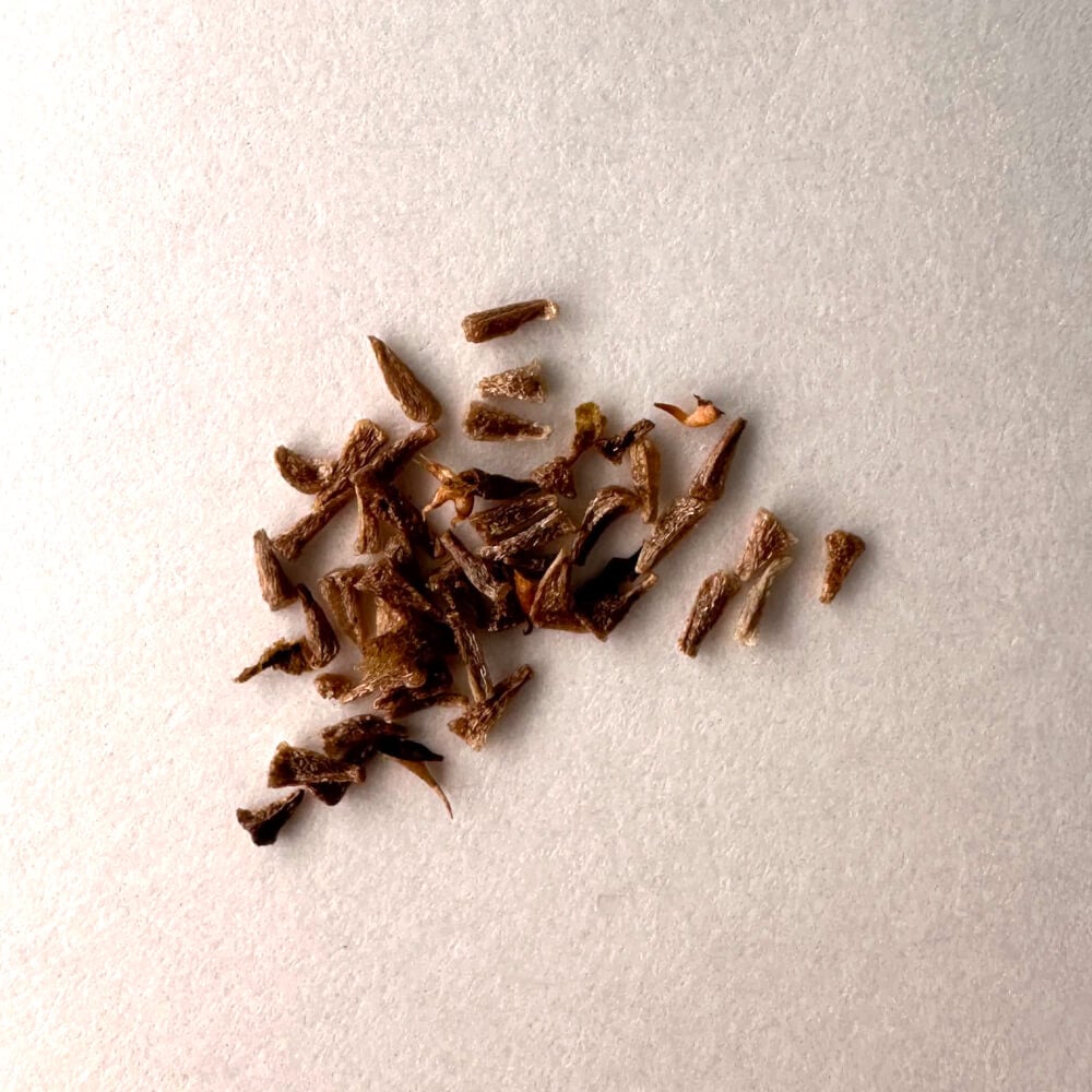 種】クセロフィタ・レティネルビス / Xerophyta retinervis – プラント
