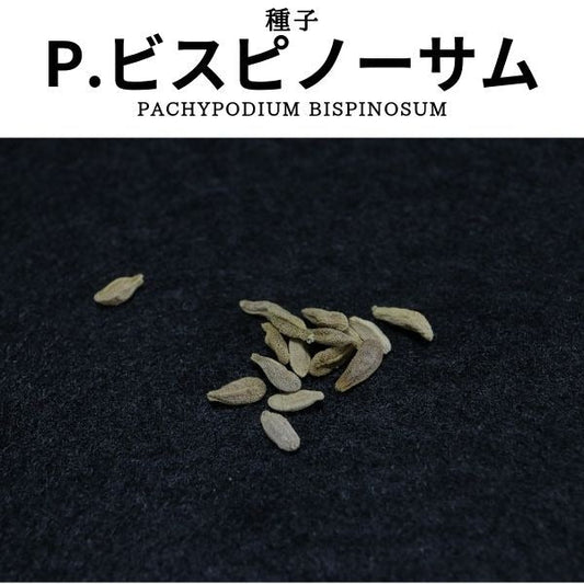 パキポディウム ビスピノーサムの種子・実生株を販売中