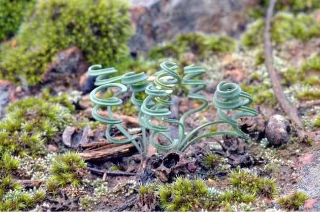 ゲチリス・オリゴフィラ(Gethyllis oligophylla)