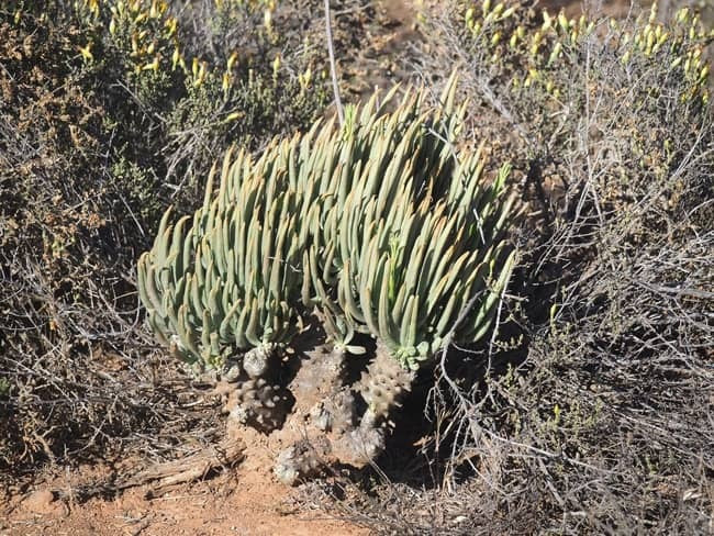 Tylecodon wallichii　チレコドン ワリチー　奇峰錦