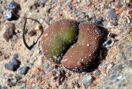 Tylecodon occultans