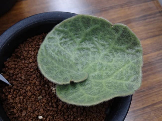 Tylecodon singularis｜チレコドン・シングラリス