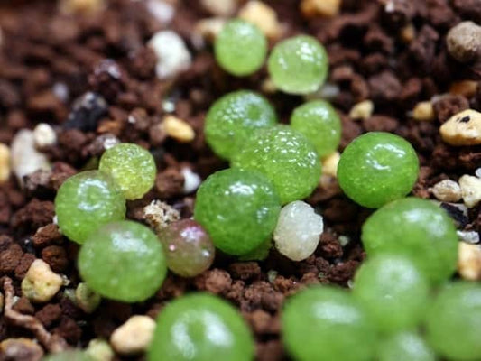 コノフィツム ブルゲリ(Conophytum burgeri)