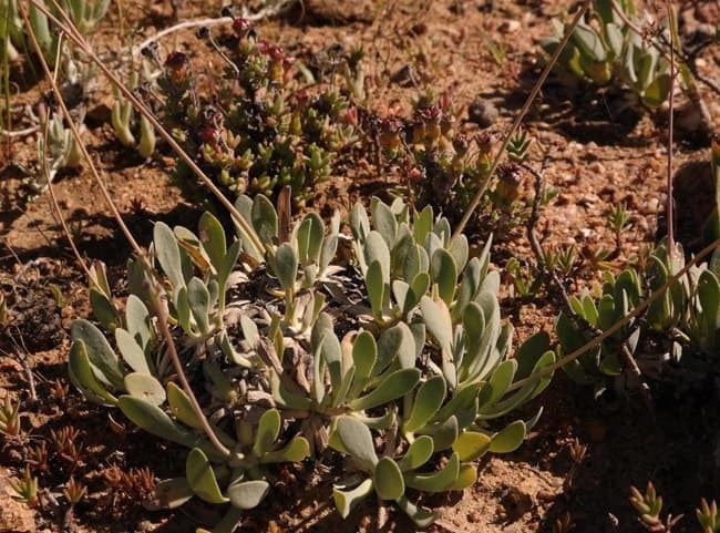 Othonna retrorsa オトンナ・レトロルサ