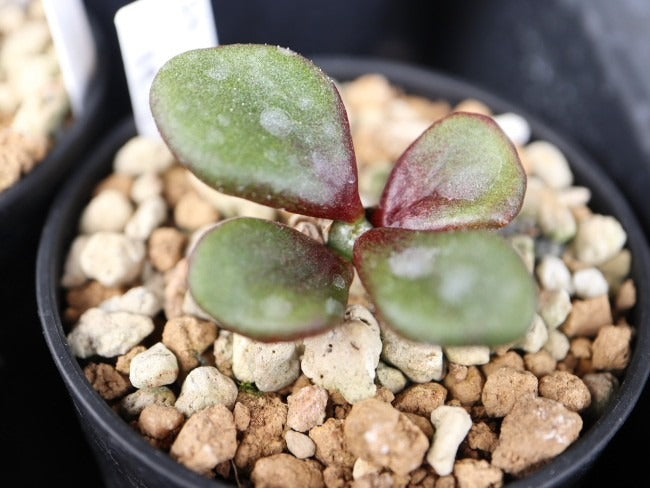 チレコドン・ピグマエウス（Tylecodon pygmaeus)