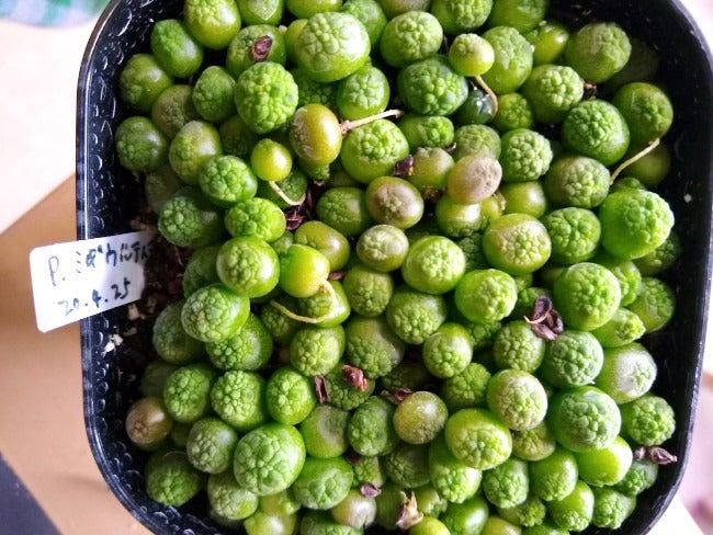 プセウドリトス ミギウルティヌスの実生・種から育てた記録 ～ Pseudolithos migiurtinus