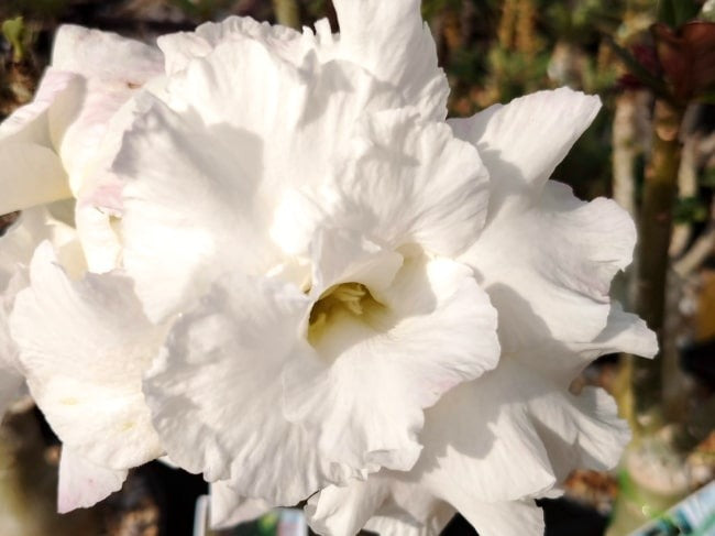 アデニウムの育て方(オベスム・アラビカム・ソコトラナムも同じ)