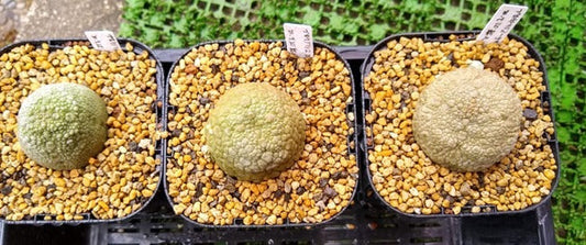 プセウドリトス・ミギウルティヌス(Pseudolithos migiurtinus)