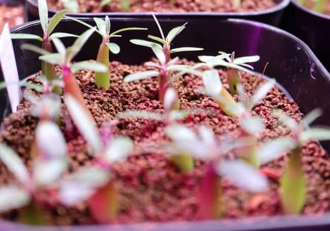 パキポディウム グラキリスの実生の方法。１年でどれくらい育つ