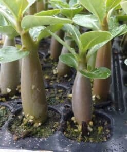 アデニウム・アラビカム(Adenium arabicum)の基本情報