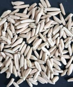 アデニウム(Adenium)の販売まとめ｜販売中の種子や実生苗の紹介