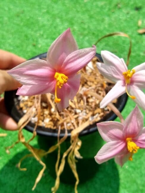 ゲチリス・ビローサ(Gethyllis villosa)