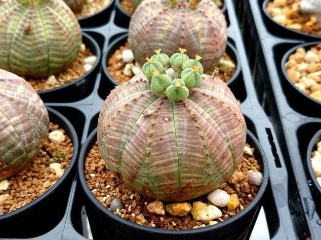 ユーフォルビア・オベサ（Euphorbia obesa）