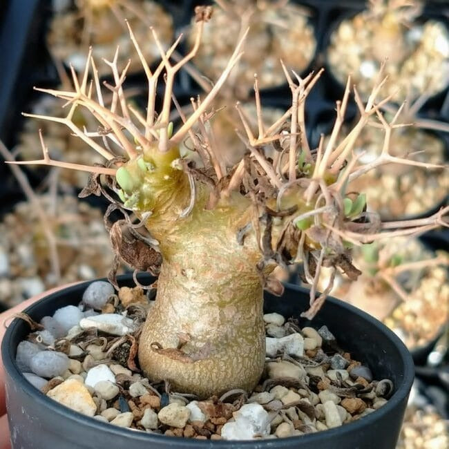 Othonna euphorbioides(オトンナ・ユーフォルビオイデス)の基本情報