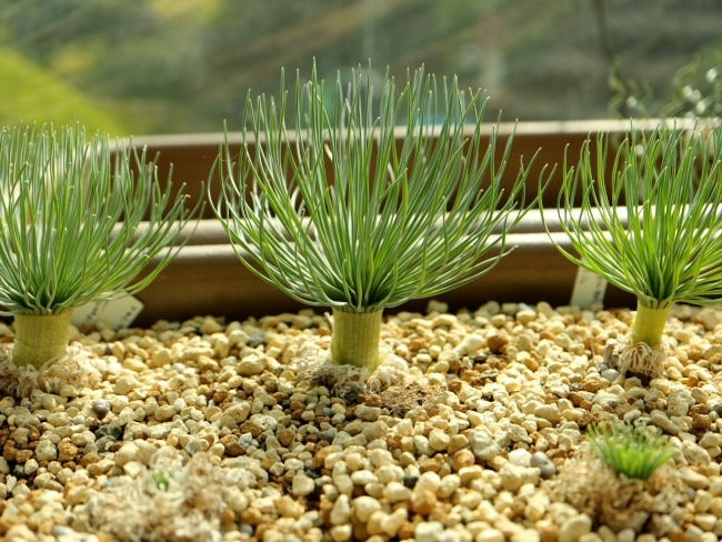 ゲチリス・グランディフローラ(Gethyllis grandiflora)