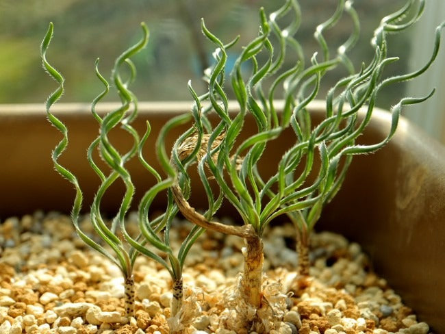 ゲチリス シリアリス(Gethyllis ciliaris)