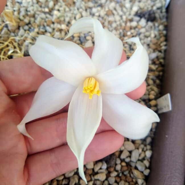 ゲチリス ブリッテニアナ(Gethyllis britteniana)