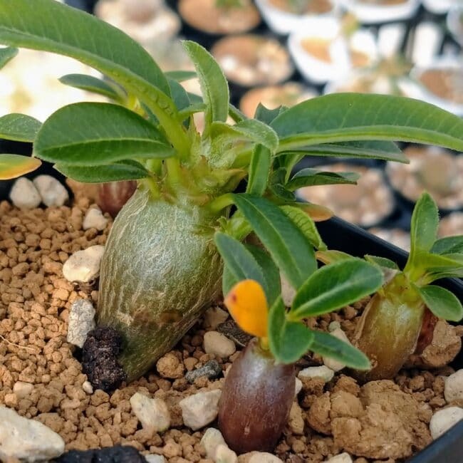パキポディウム・ウィンゾリー(Pachypodium windsorii)
