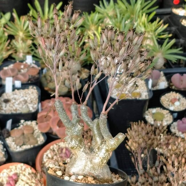 チレコドン・フラギリス(Tylecodon fragilis)