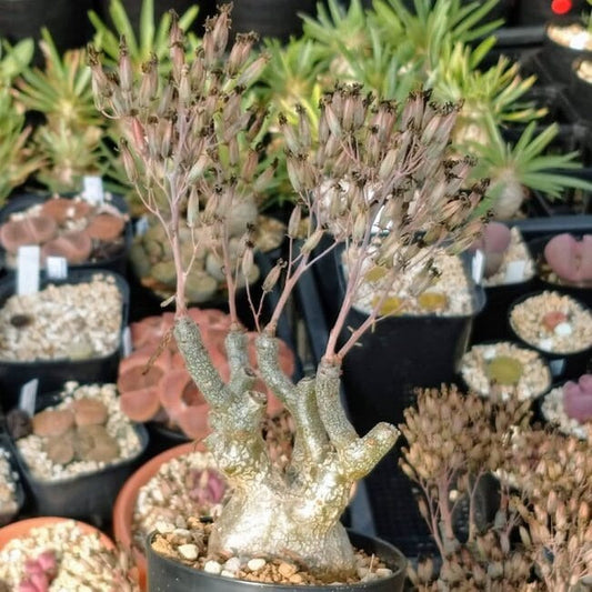 チレコドン・フラギリス(Tylecodon fragilis)
