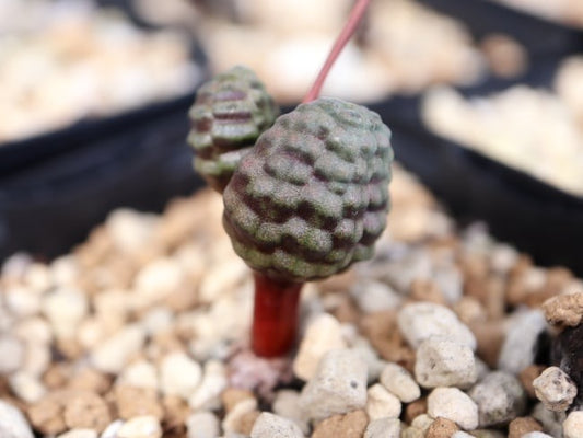 つくし玉(Bulbine bruynsii)｜ブルビネ・ブルインシー