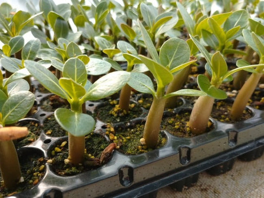 当園で行っているアデニウムの実生方法 -種から育てるアデニウム(Adenium)