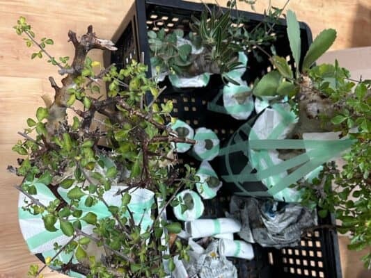 秋の植物売りつくしセール開催【３日間】