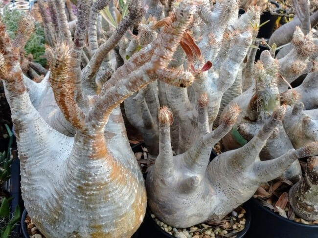 パキポディウムの冬の管理 – 無事に冬越しするには