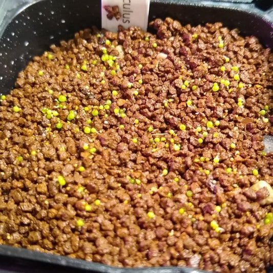 コノフィツム・カルキュルス(Conophytum calculus) 翡翠玉の実生・種から育てた記録 ～