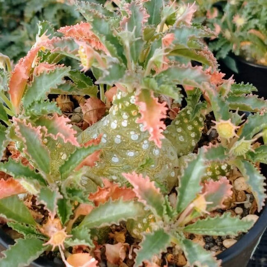 ドルステニア・ホルウッディ(Dorstenia horwoodii)