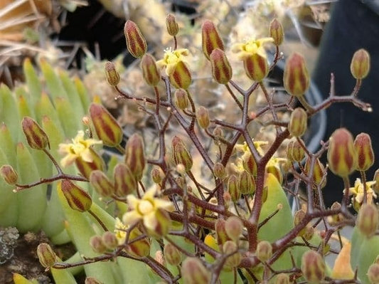 チレコドンの花ー特集