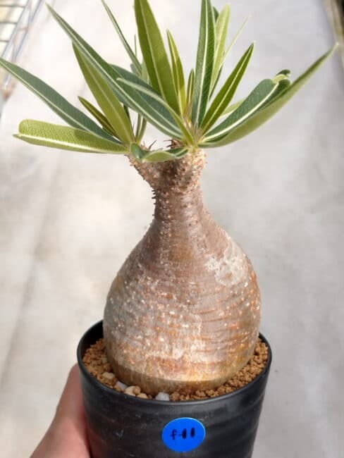 【画像あり】パキポディウムの種類と特徴