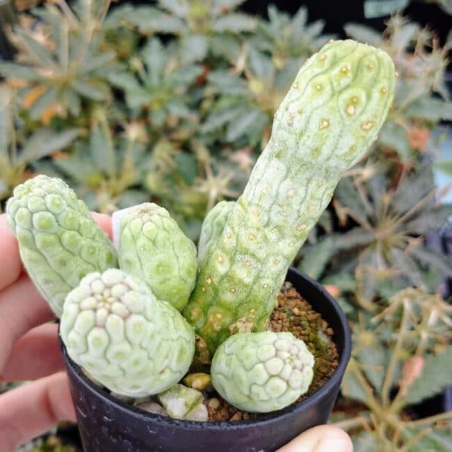 ラブラニア・ハーグネラエ(Lavrania haagnerae)