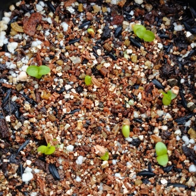 パキポディウム・デンシカウレ(Pachypodium densicaule)