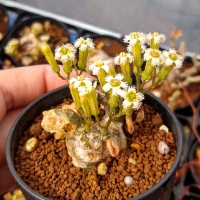 チレコドン・ボドレイアエ(Tylecodon bodleyae)