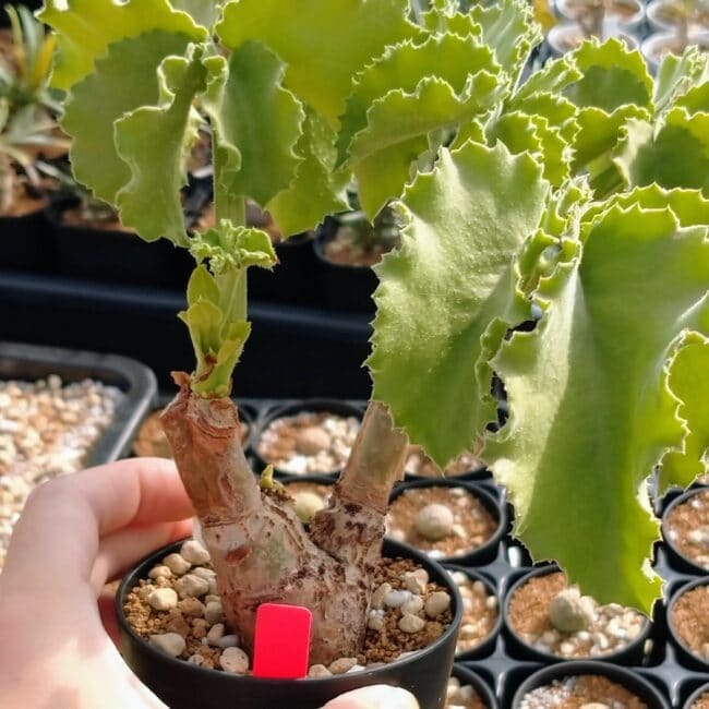 キフォステンマ・ウター(Cyphostemma uter)